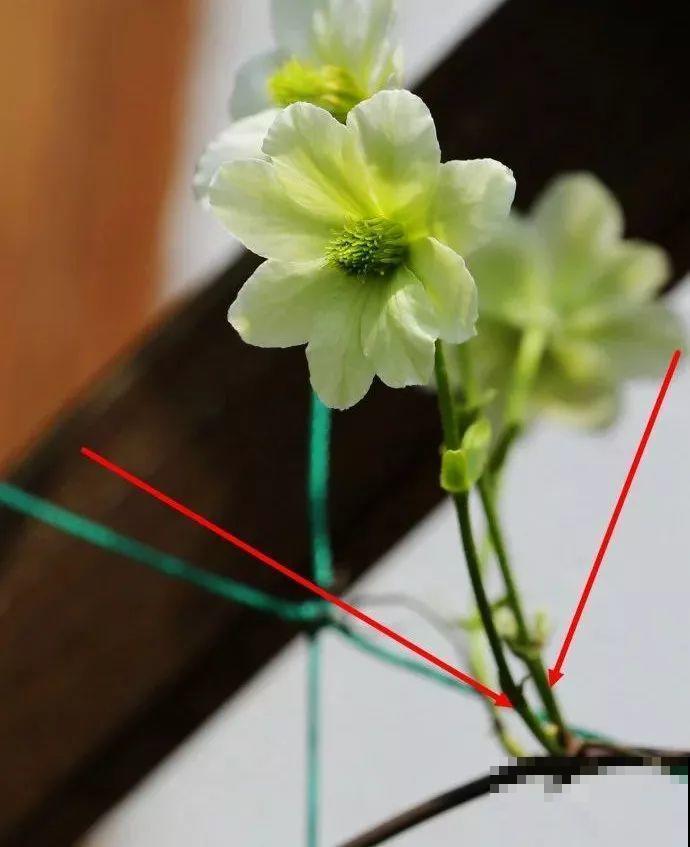 绣球马上剪，下个月就晚了，错过明年不开花