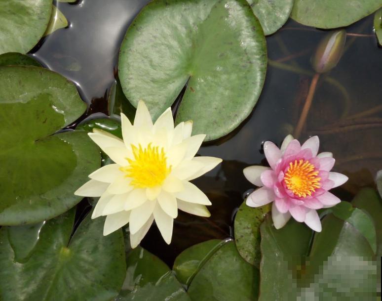 这花是佛教名花，出尘脱俗，见花保吉祥！