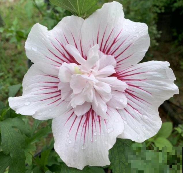 路边的木槿花开了,老人摘了一大筐,上锅蒸比肉还香! 路边的木槿花开了,老人摘了一大筐,上锅蒸比肉还香!