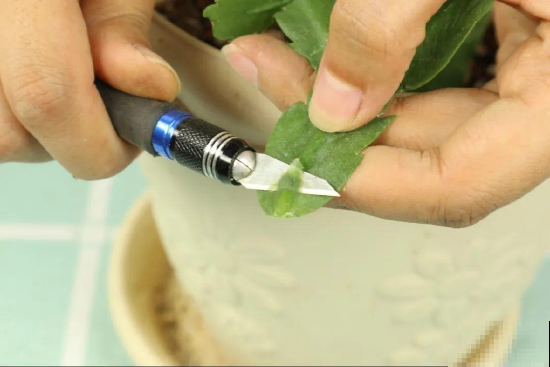 火龙果的叶子长得眼熟，仔细一看竟是蟹爪兰，还能接出甜果子！