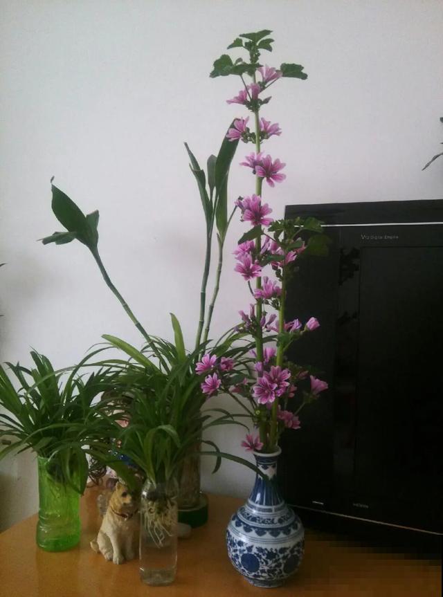 20块钱1把的花,城里人抢着要,农村特常见,别再花冤枉钱了! 20块钱1把的花,城里人抢着要,农村特常见,别再花冤枉钱了!