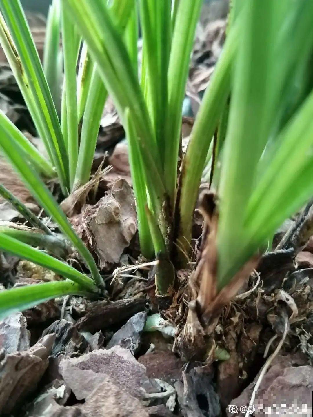 给花喷点杀菌水,叶子斑点全消灭,花越长越旺! 给花喷点杀菌水,叶子斑点全消灭,花越长越旺!