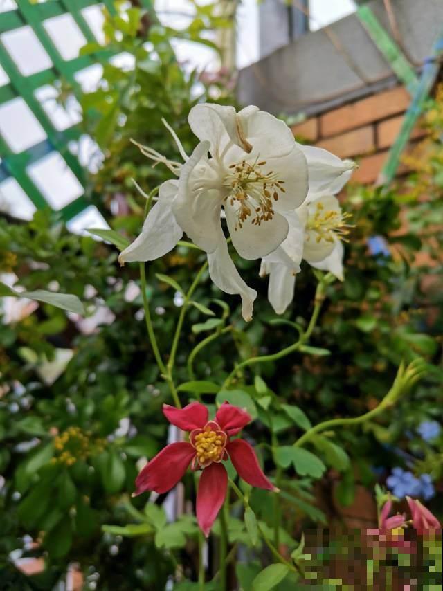 耧斗菜究竟是菜还是花?开花独特迷人眼,现在正是花期! 耧斗菜究竟是菜还是花?开花独特迷人眼,现在正是花期!