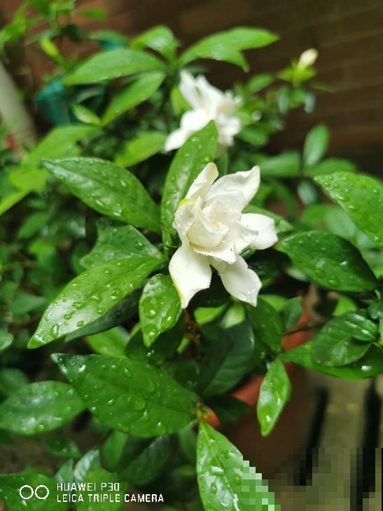 栀子花买回家就黄叶，原来是选苗出问题，4个方法选到壮花苗