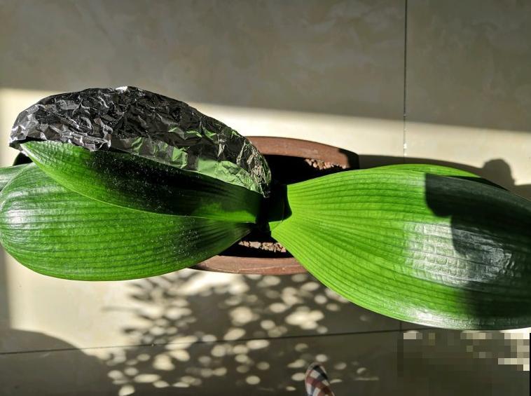 君子兰夹箭不开花,找根棉签擦一下,花箭立马钻出来! 君子兰夹箭不开花,找根棉签擦一下,花箭立马钻出来!