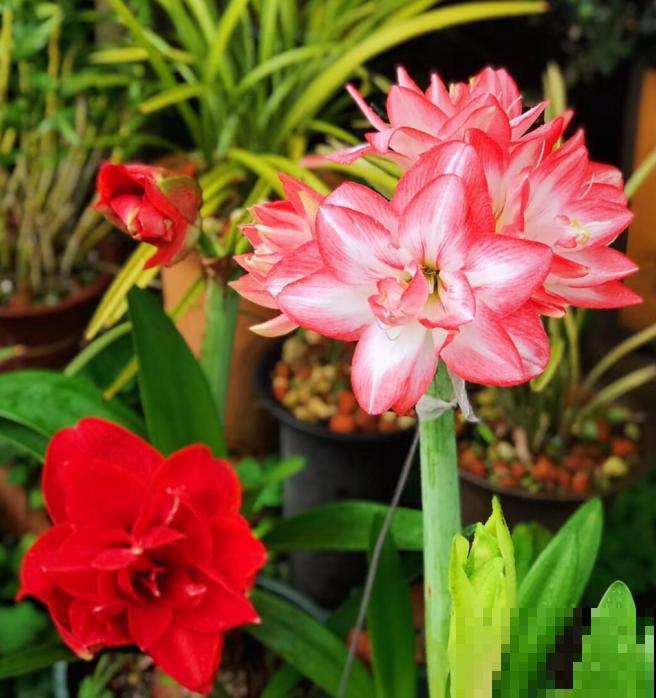 买花也要看季节，买错了，养不活还浪费钱！