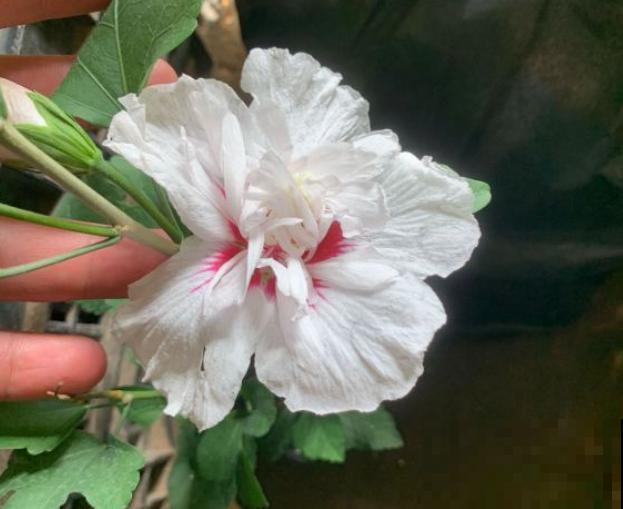 路边的木槿花开了,老人摘了一大筐,上锅蒸比肉还香! 路边的木槿花开了,老人摘了一大筐,上锅蒸比肉还香!