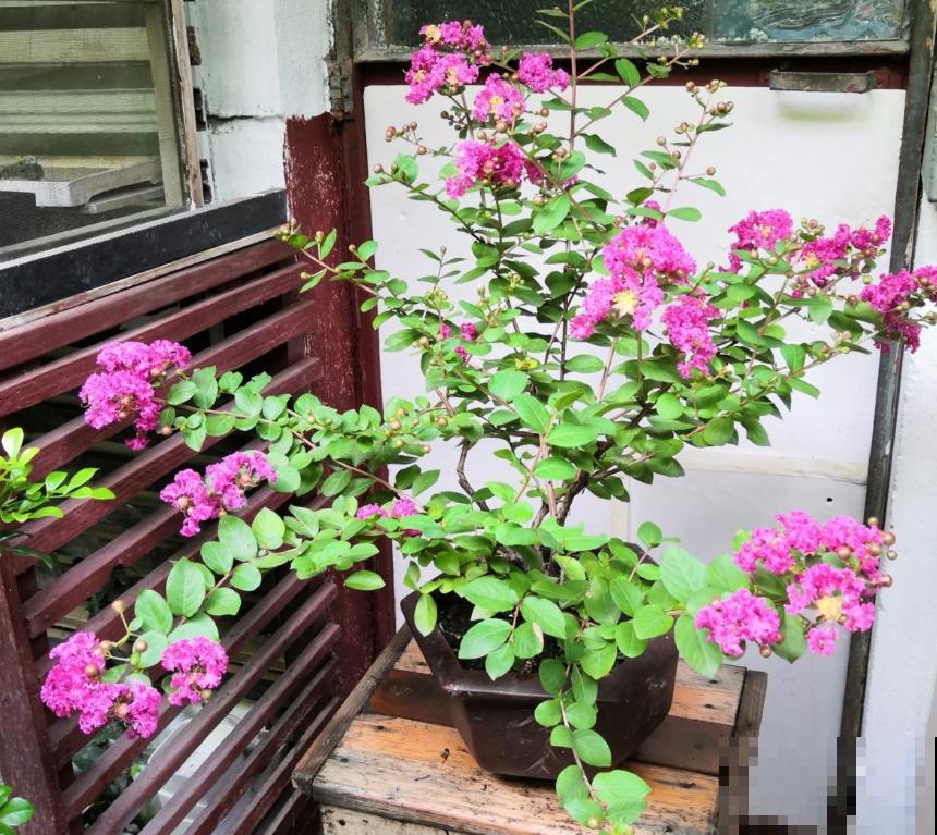 6种自制的有机肥，不花一分钱，开花效果猛翻倍！
