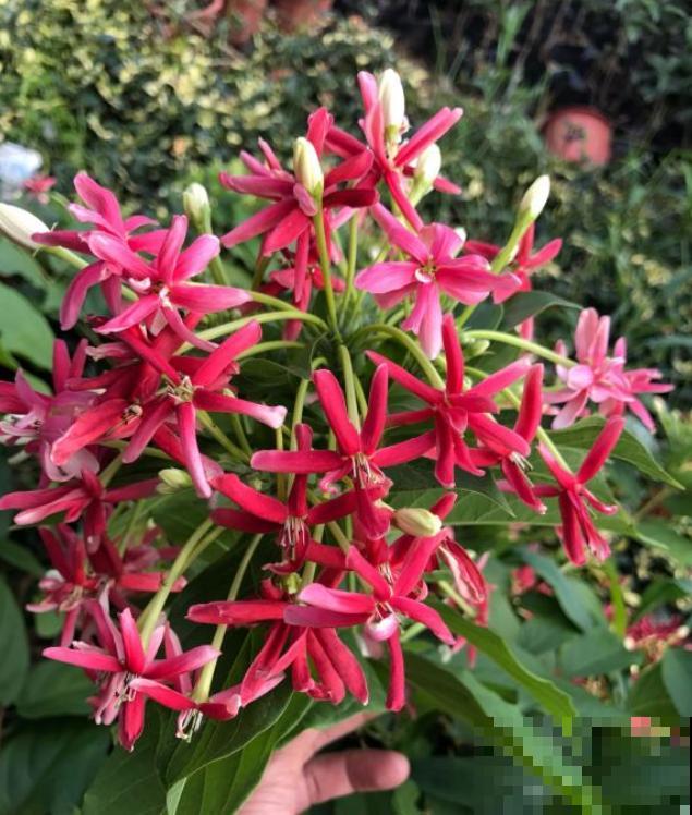 10种小众花，见过的人很少，开花比月季茉莉都美！