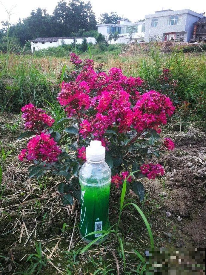 红灿灿的紫薇花，开花就像花串子，越热越开花