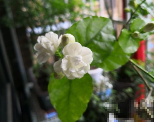 晒不死的3种花，一晒就冒花苞，一缺光就徒长！