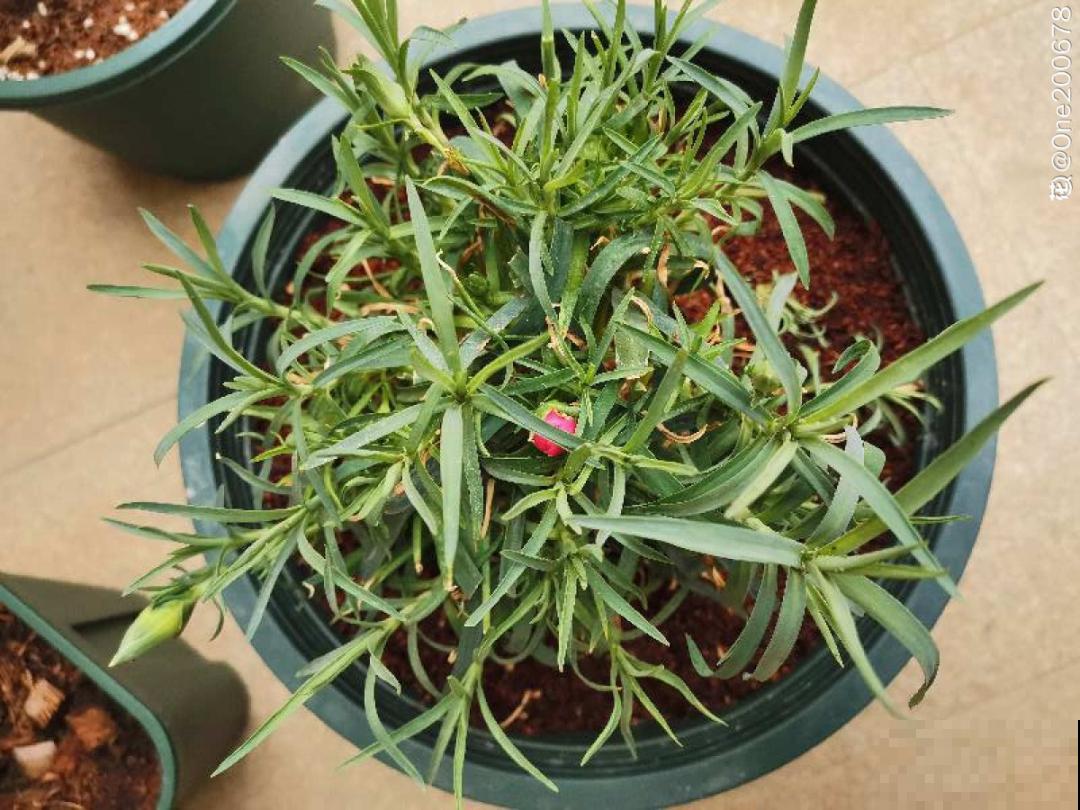 20种花,夏天要休眠,一浇水就死! 20种花,夏天要休眠,一浇水就死!