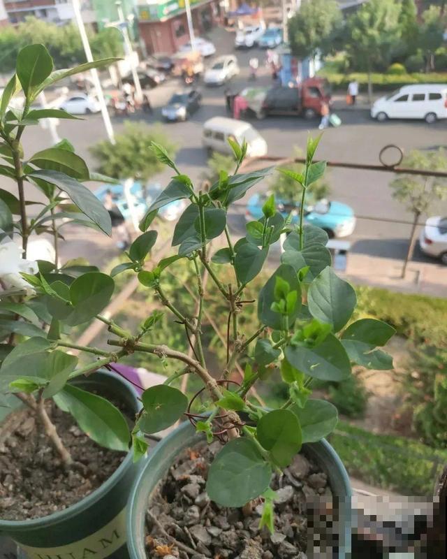 超耐晒的茉莉花,30℃高温照样开,满屋子都是香气! 超耐晒的茉莉花,30℃高温照样开,满屋子都是香气!