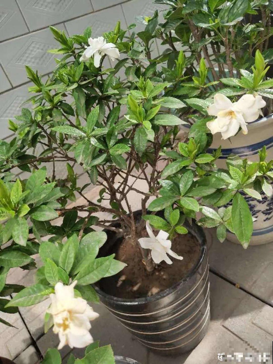 5种花盆养花,怪不得都死了,全是样子货! 5种花盆养花,怪不得都死了,全是样子货!