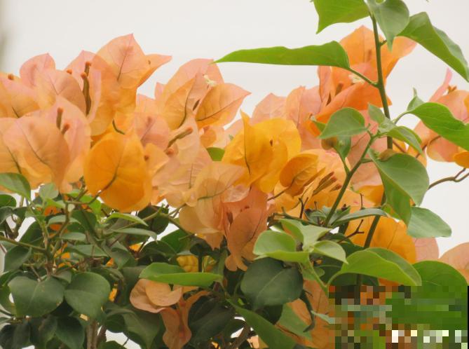 阳台养花,就选这5种,一年四季繁花如春! 阳台养花,就选这5种,一年四季繁花如春!