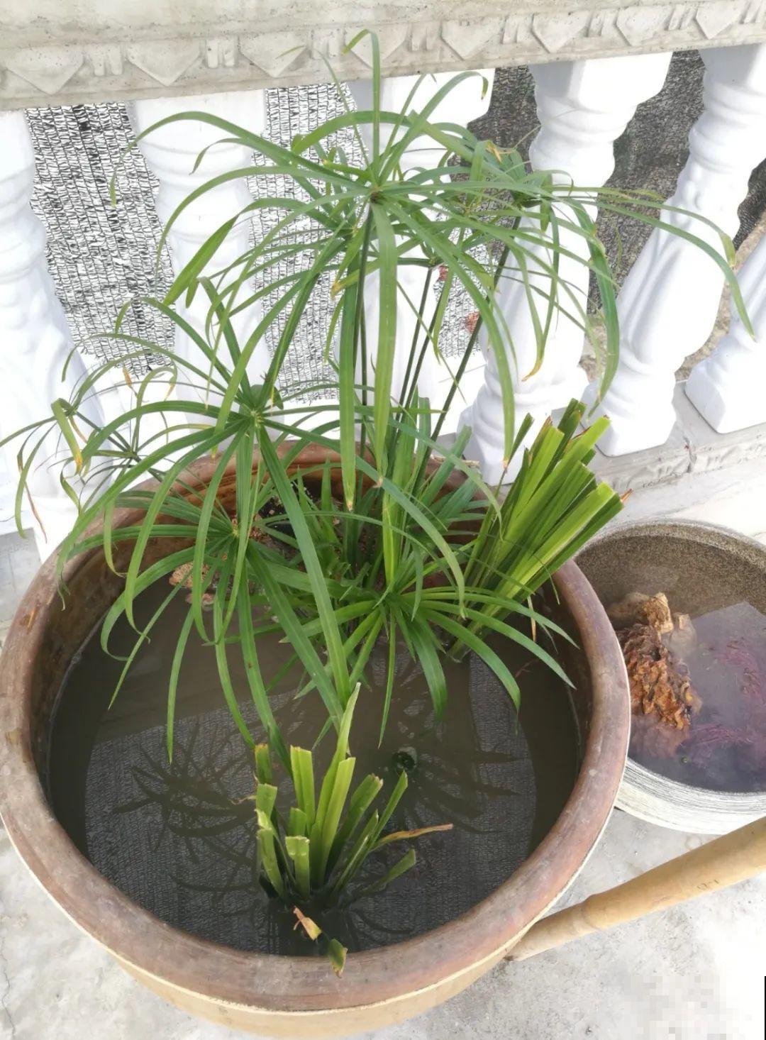 10种花就得种在大水缸，夏天不休眠，越热越开花