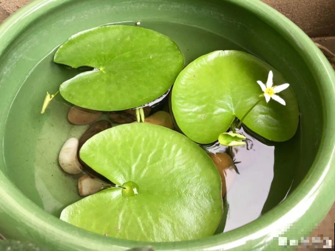 10种花就得种在大水缸，夏天不休眠，越热越开花