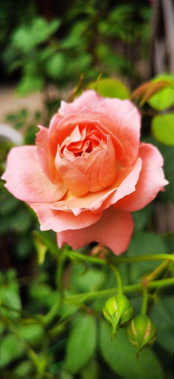 5种花不能闷,否则叶子长斑,掉叶成光杆 5种花不能闷,否则叶子长斑,掉叶成光杆