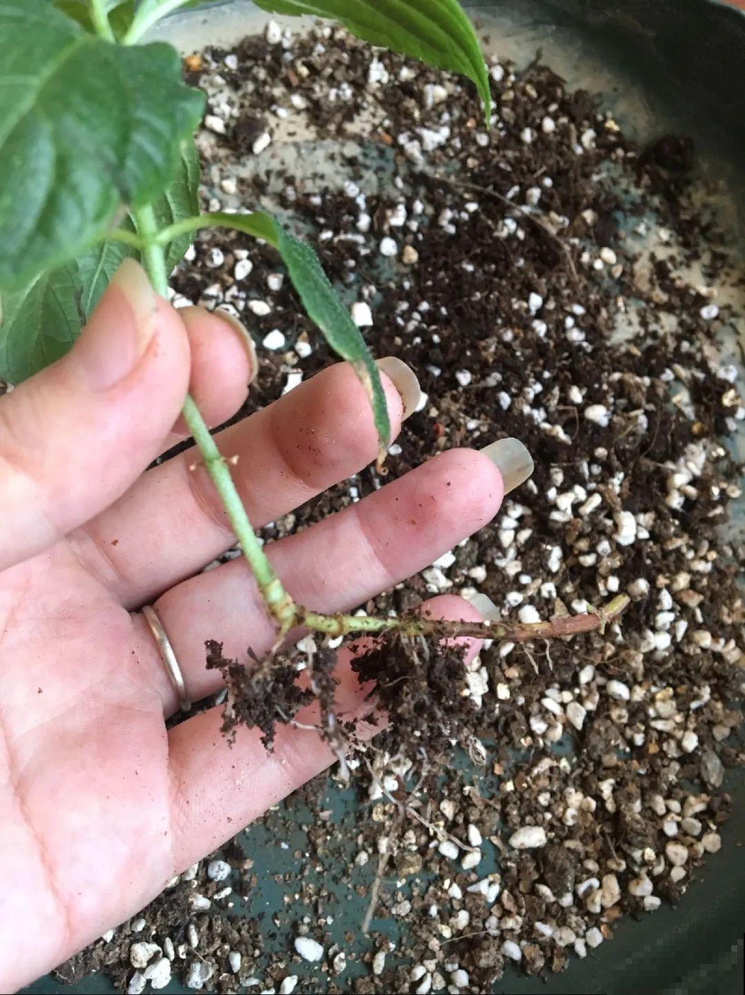 这花不用扦插，枝条往下一拉，1盆变20盆！