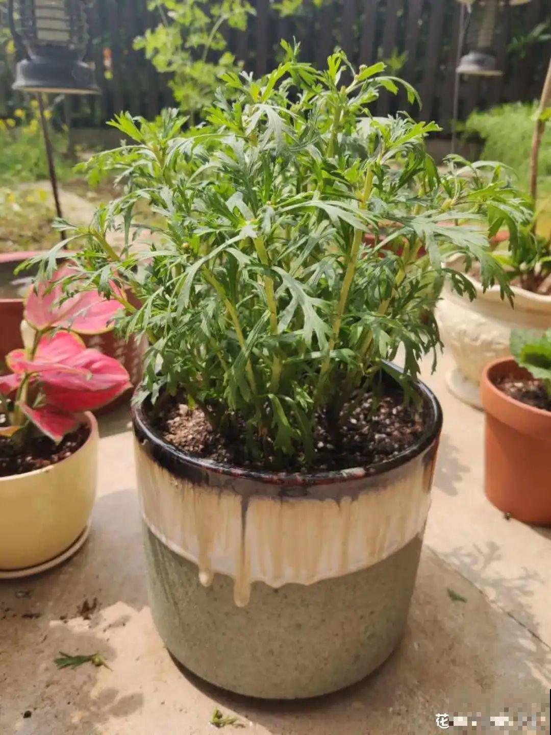 家里养这20种花,呼呼开花,花多得看不见叶 家里养这20种花,呼呼开花,花多得看不见叶