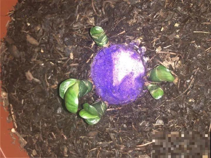 30年的君子兰,长出粗壮大老桩,砍还是不砍? 30年的君子兰,长出粗壮大老桩,砍还是不砍?