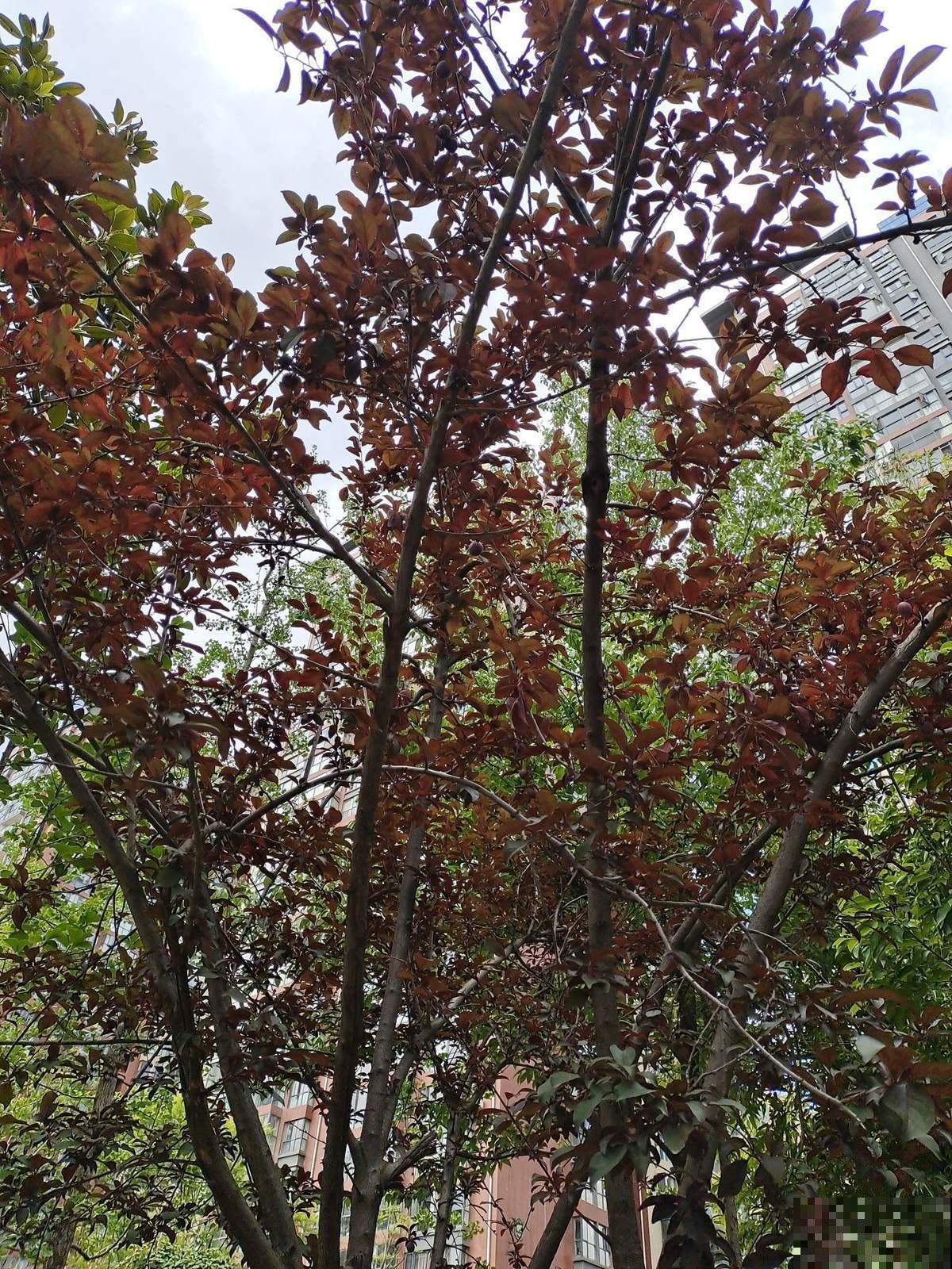 紫叶李模样好看还能结果,清甜可口人人爱,自己种一棵吧! 紫叶李模样好看还能结果,清甜可口人人爱,自己种一棵吧!