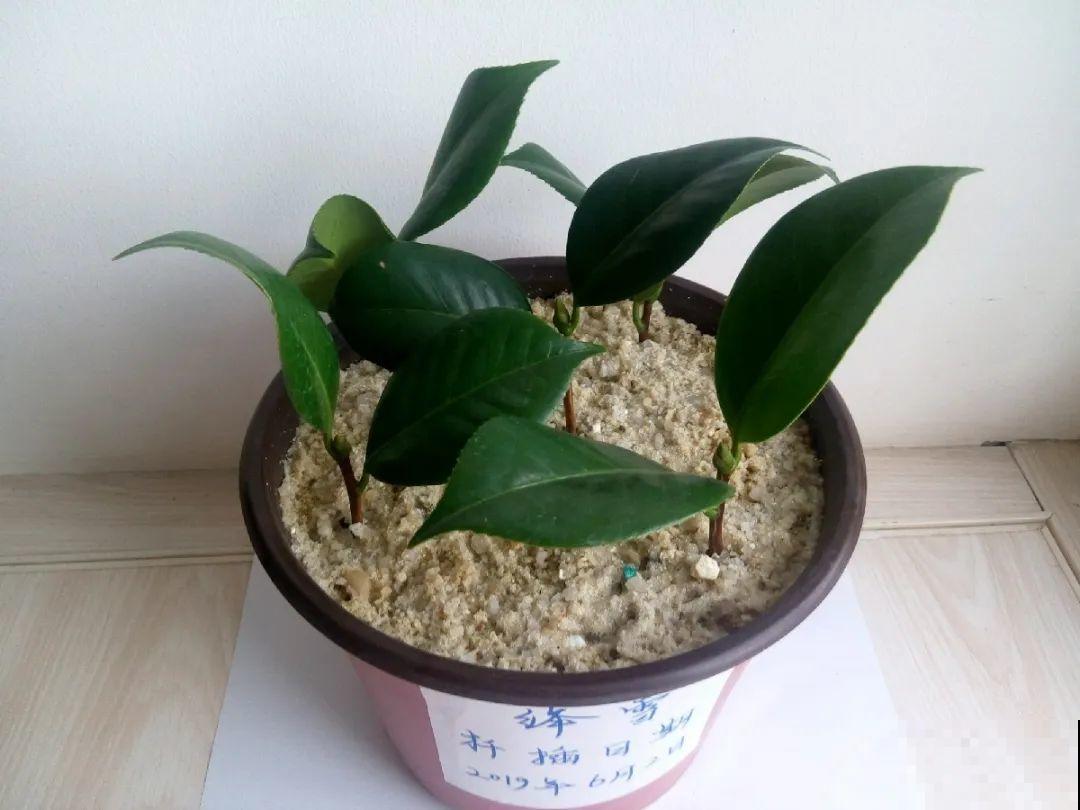 3种花，下雨天扦插，生根快、不黑杆！