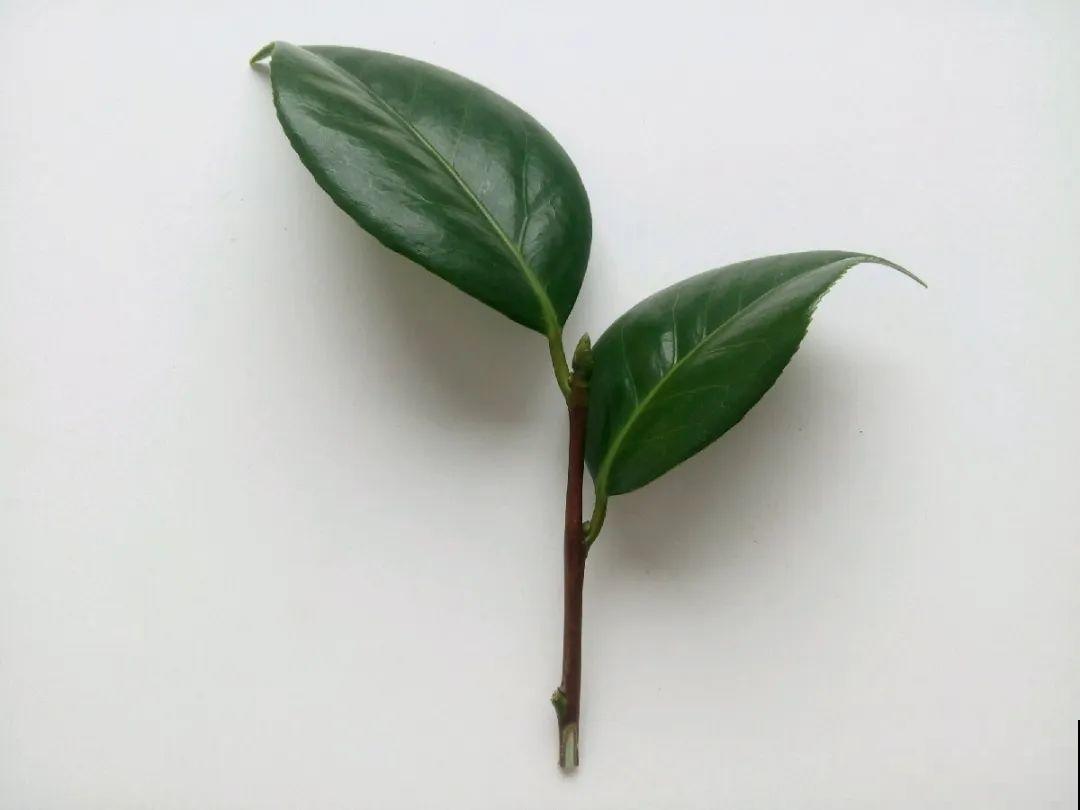 3种花，下雨天扦插，生根快、不黑杆！