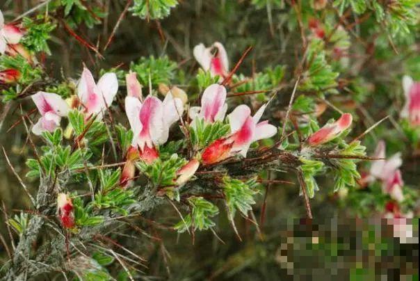 听起来吓人的花,超有特点,你敢养吗 听起来吓人的花,超有特点,你敢养吗