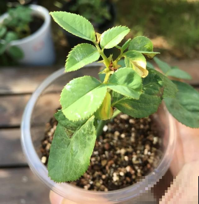 天热扦插3种花,成活率很高,2周就冒大白根! 天热扦插3种花,成活率很高,2周就冒大白根!