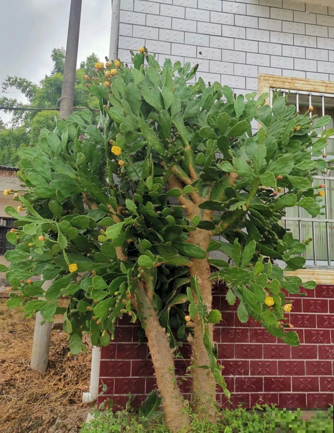 花也能成精，养成巨无霸，一次开花50朵，比小孩还高！