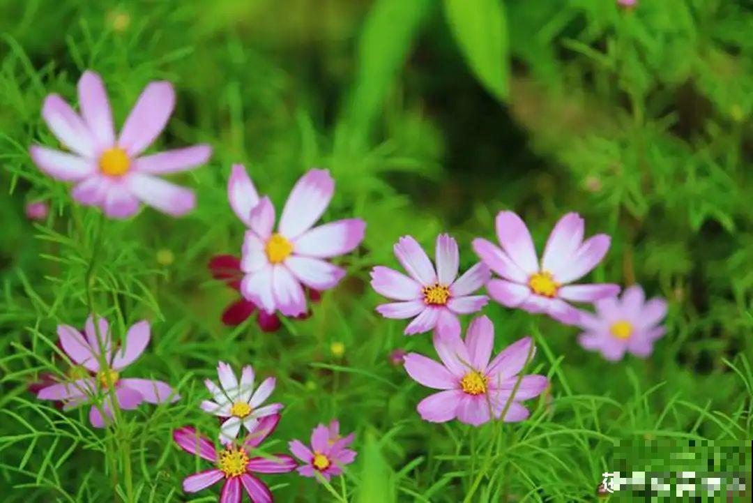 7种花最干净,门口、窗台放一盆,蚊虫不敢靠近! 7种花最干净,门口、窗台放一盆,蚊虫不敢靠近!