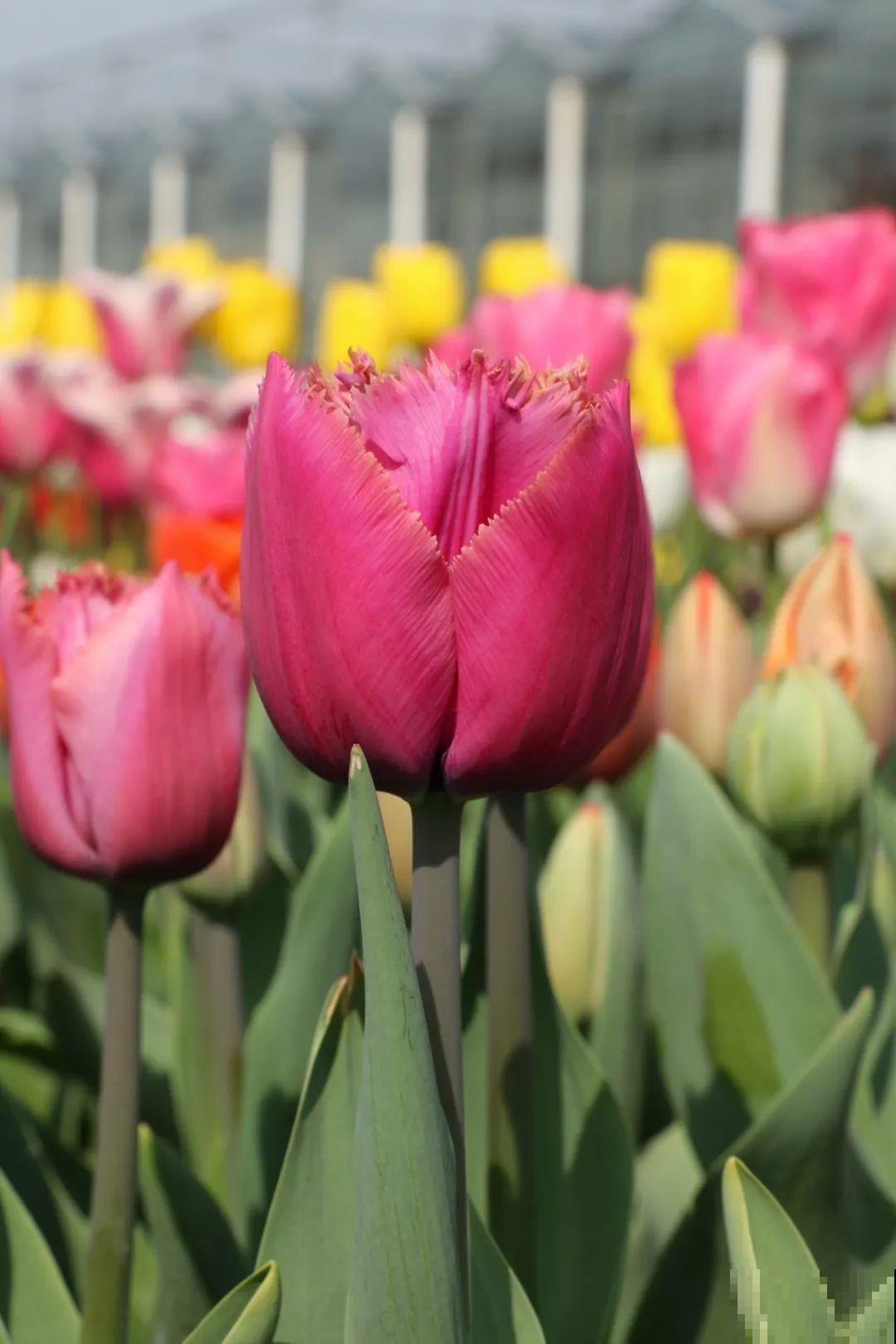 白胖的“大蒜”埋土里,1个月就开花,香味清新淡雅有格调! 白胖的“大蒜”埋土里,1个月就开花,香味清新淡雅有格调!