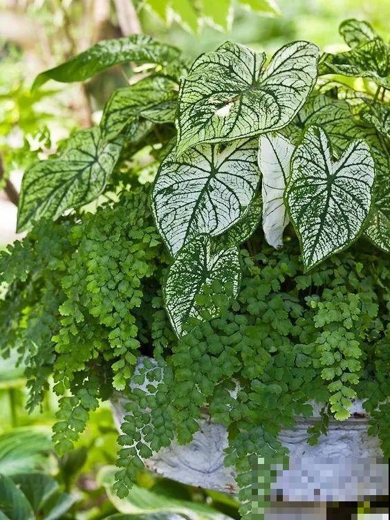 特干净的10种花,天热养一盆,家里特凉快! 特干净的10种花,天热养一盆,家里特凉快!