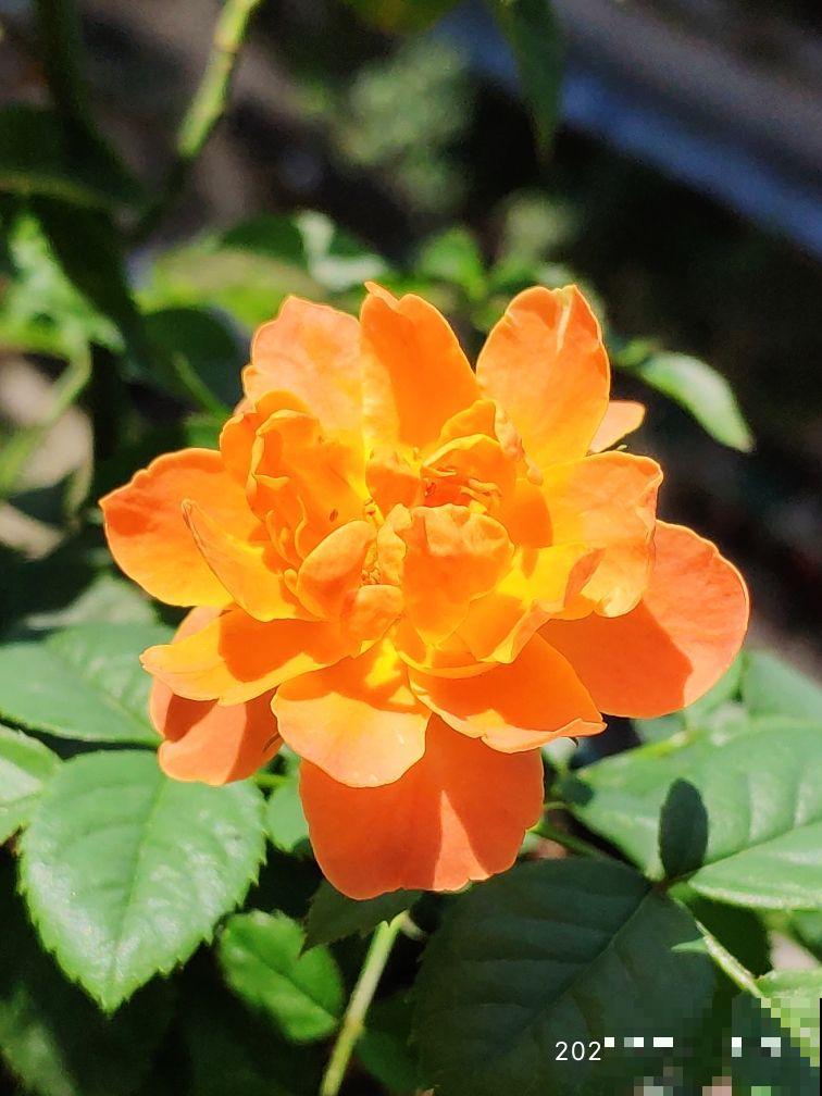 院子门口种金鸡菊，开出金黄色花海，花期还特长