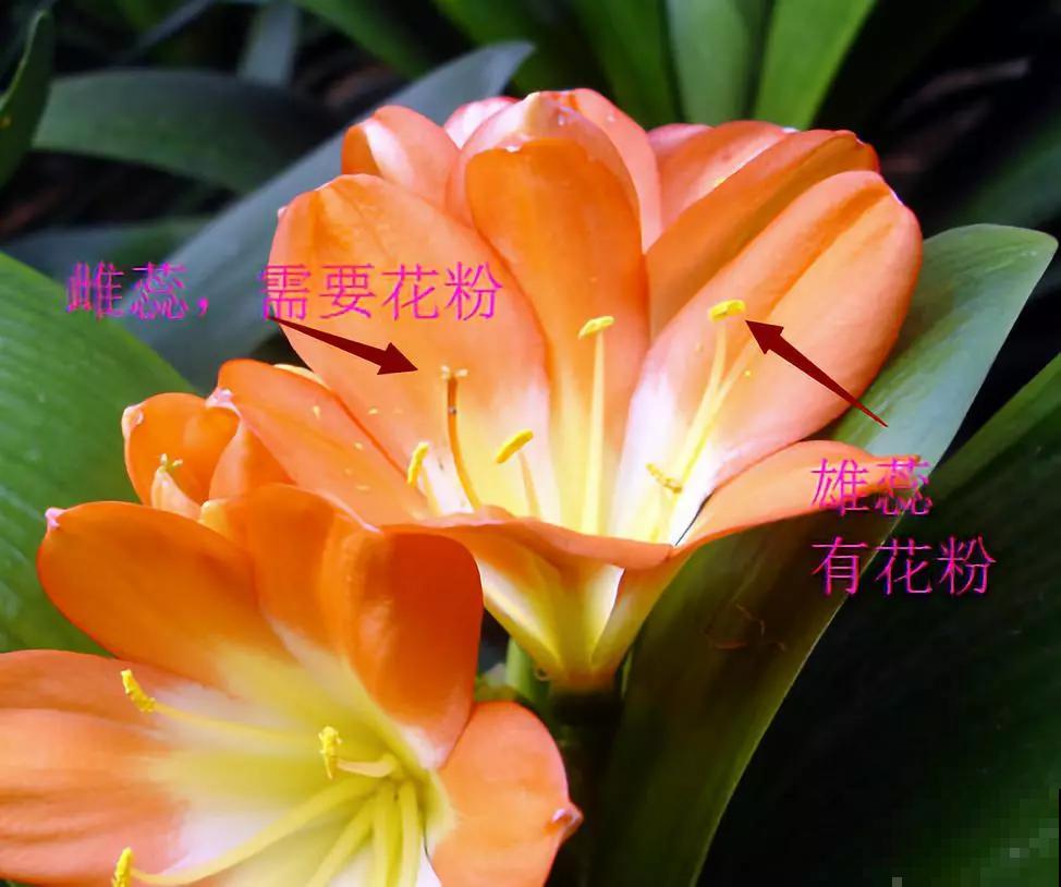 君子兰夹箭不开花,找根棉签擦一下,花箭立马钻出来! 君子兰夹箭不开花,找根棉签擦一下,花箭立马钻出来!