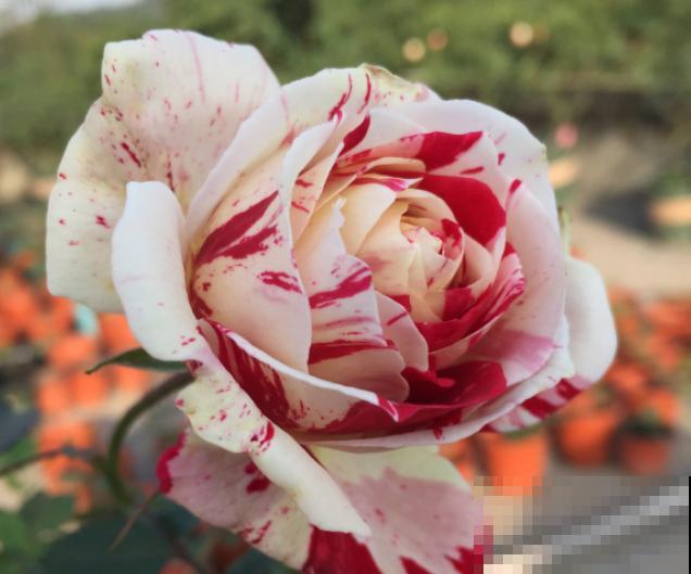 13种月季花，丰花勤花、花期超长，你能认出几种？