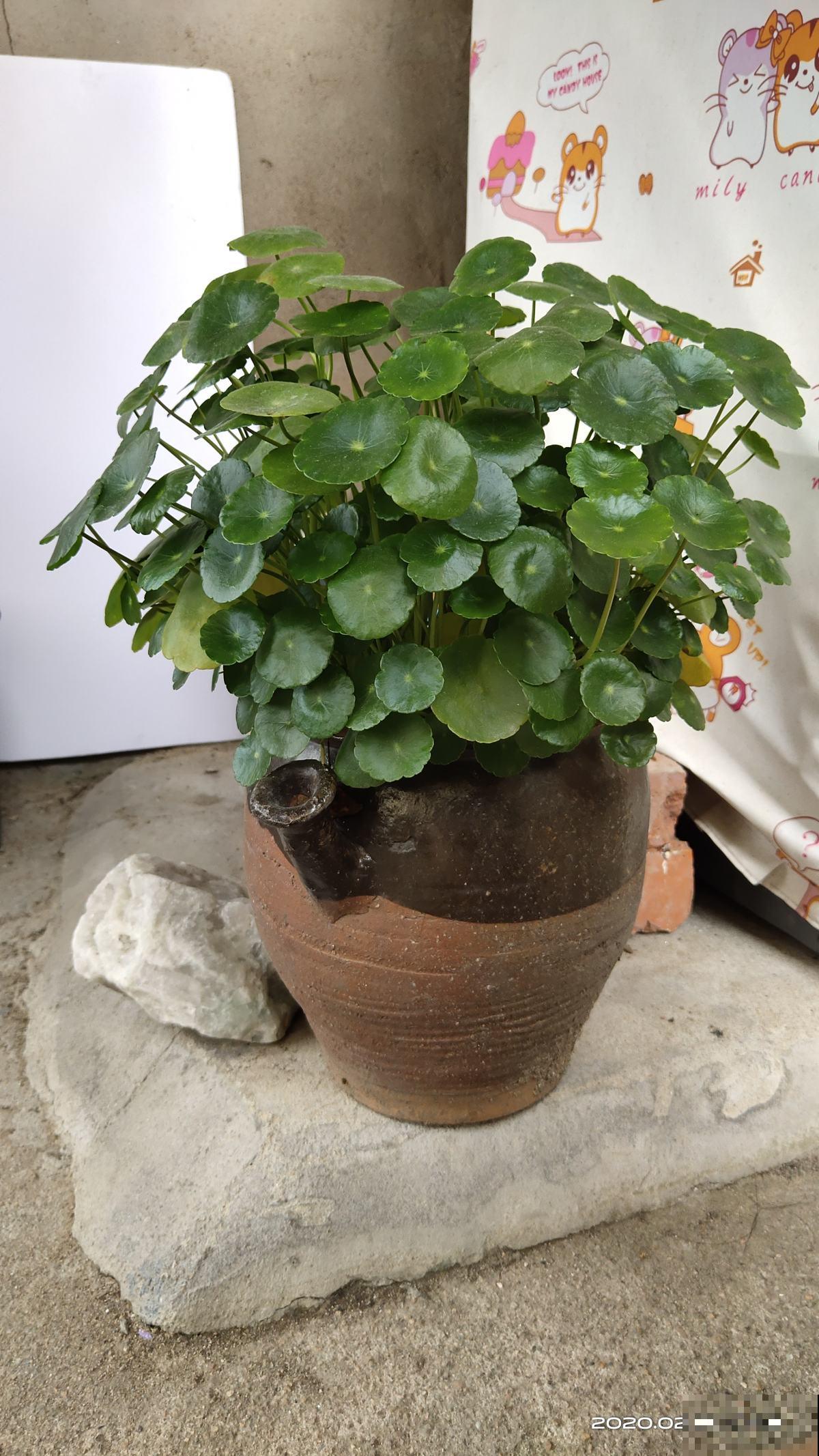 夏天扦插4种花,生根特容易,新手也能插活 夏天扦插4种花,生根特容易,新手也能插活