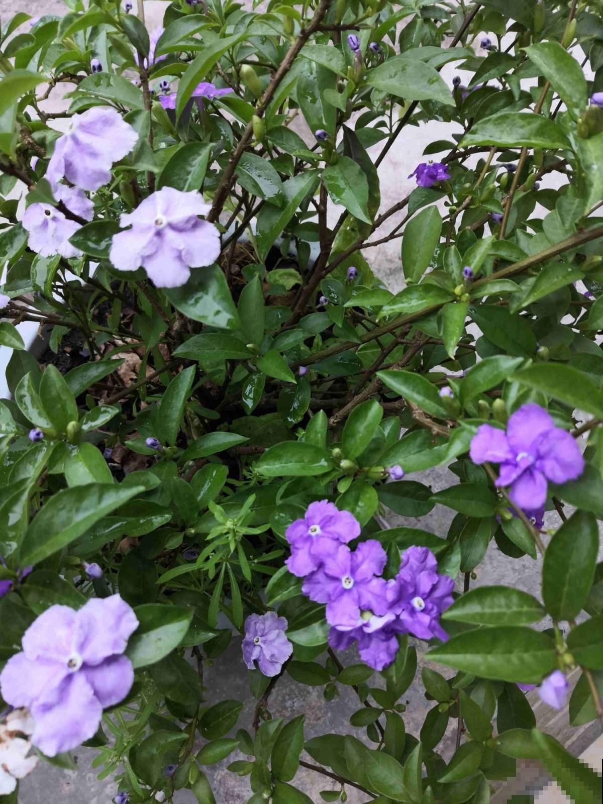 鸳鸯茉莉很神奇，花瓣是变脸大师，白天晚上是两个色！