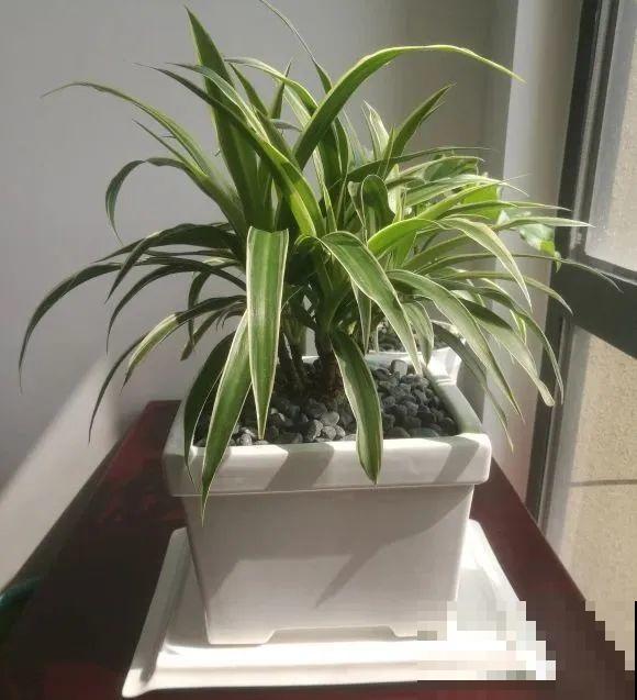 虎皮兰,红掌,吊兰养成老桩,变成大树,真壮观! 虎皮兰,红掌,吊兰养成老桩,变成大树,真壮观!