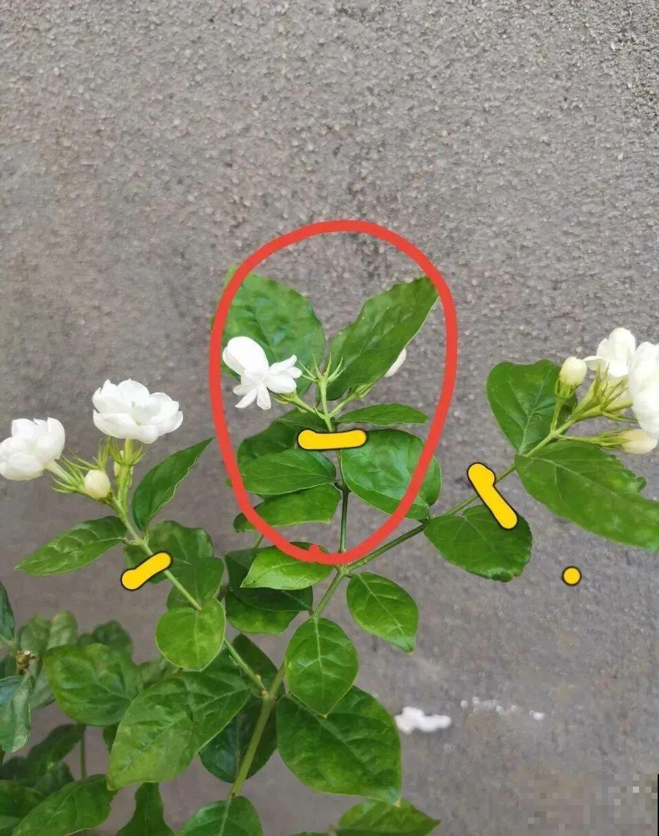 叶子唰啦全剪了，竟然冒出满盆花苞，神奇！