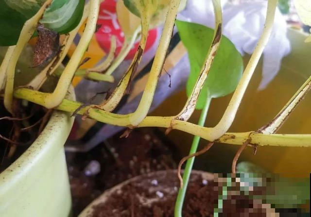 花长了“长胡须”,压土里一埋,10天就生根,特简单! 花长了“长胡须”,压土里一埋,10天就生根,特简单!