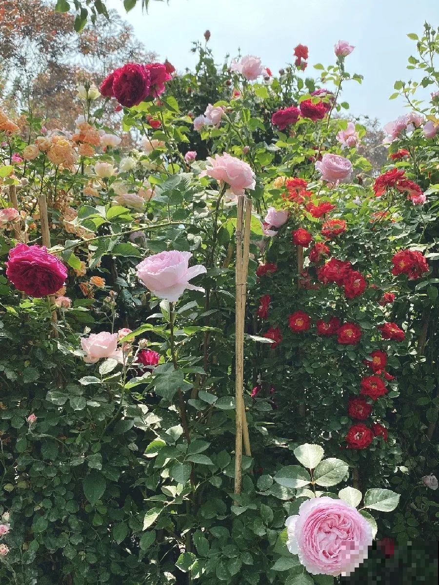 我想回农村,院子里养花、种菜,过清闲日子 我想回农村,院子里养花、种菜,过清闲日子