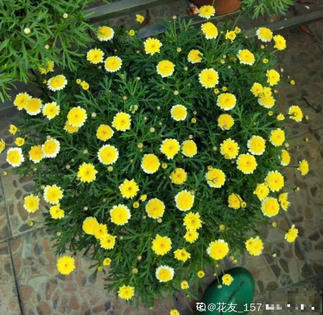 绣球马上剪，下个月就晚了，错过明年不开花