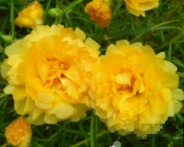 死不了的太阳花，夏天能把盆撑破，20多个品种你都没见过！