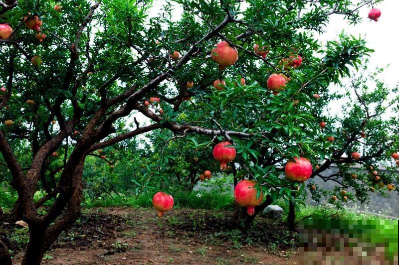 5种果树能“守家”，果子红彤彤挂满枝，寓意极好！