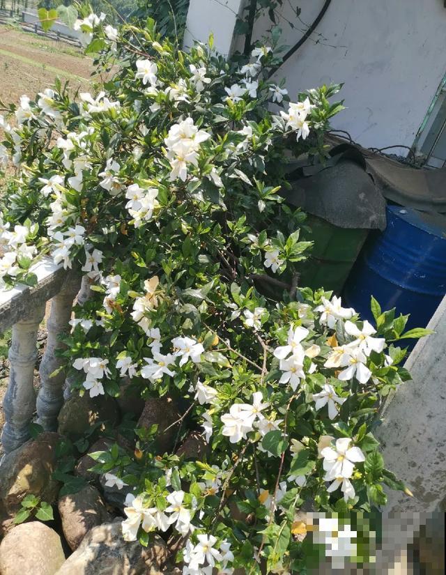 地栽的花就是强大，屋外疯长一院子，屋内孱弱不开花