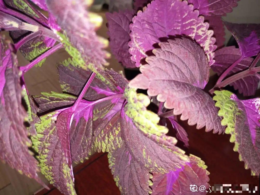 花盆里种点菜,割一茬长一茬,买菜不花钱 花盆里种点菜,割一茬长一茬,买菜不花钱