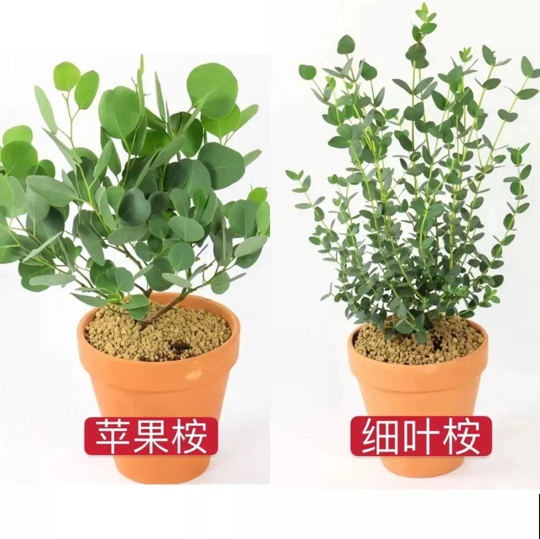 5种花超耐阴,夏天养一盆,清凉不怕热! 5种花超耐阴,夏天养一盆,清凉不怕热!