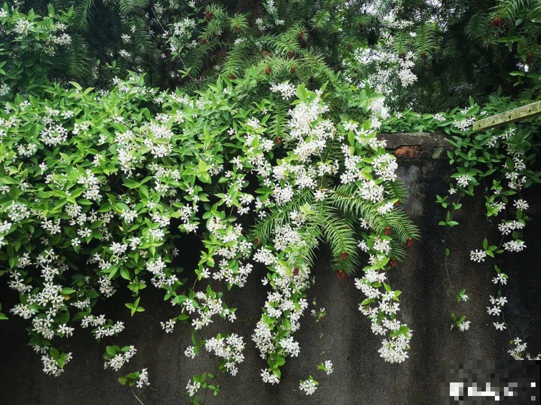 30种耐阴花，室内光照不佳，也能全年开花！